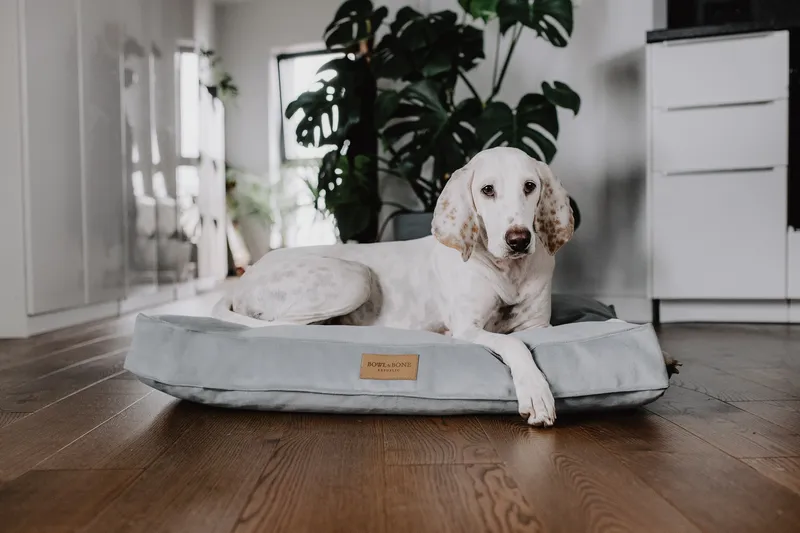 a big dog on the cushion