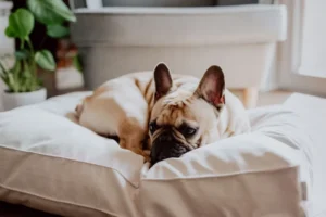 a dog on the beige cushion