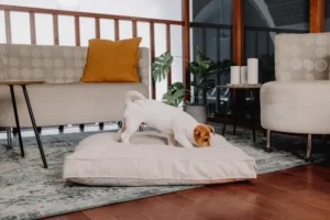 a small dog on the cushion