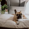 a dog on the beige cushion