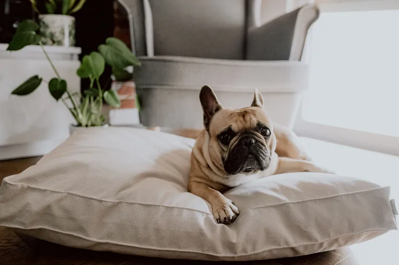 a dog on the beige cushion