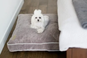 a small dog on the grey cushion