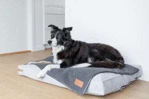 a dog on the grey cushion
