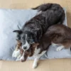 dogs on the grey cushion