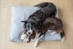 dogs on the grey cushion