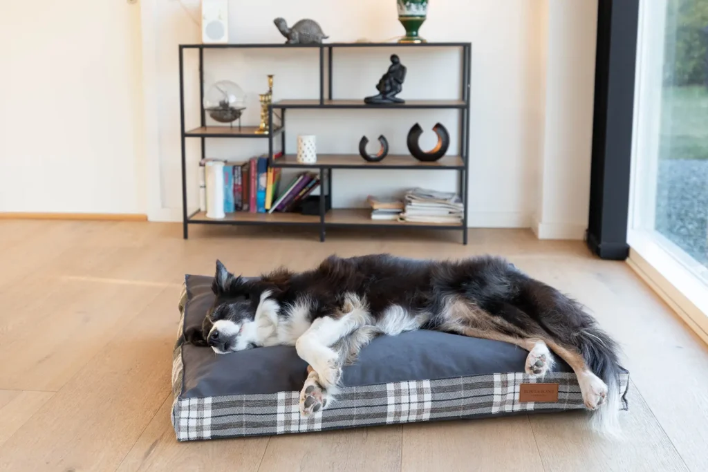 a dog lying on the grey cushion