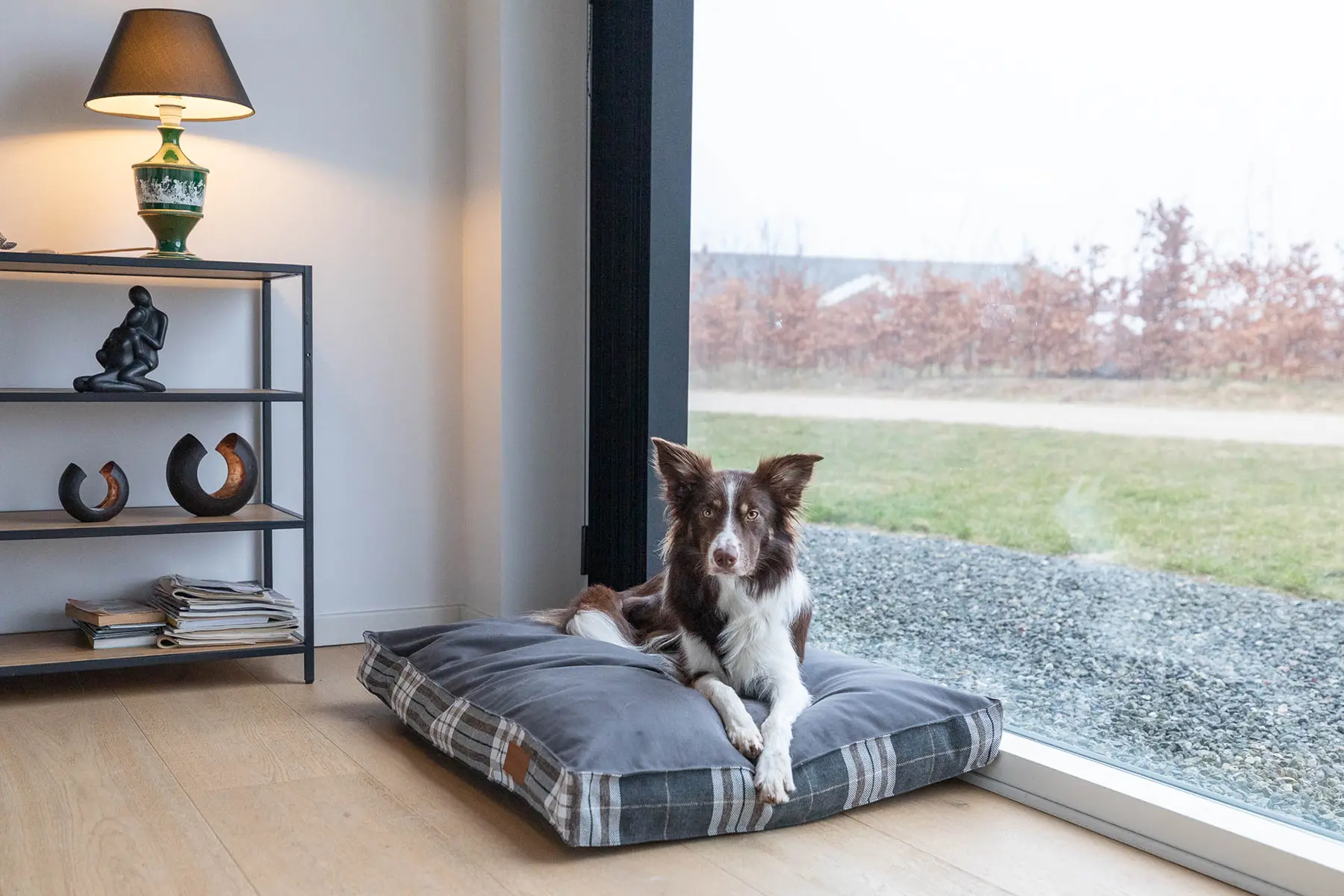a dog on the grey cushion