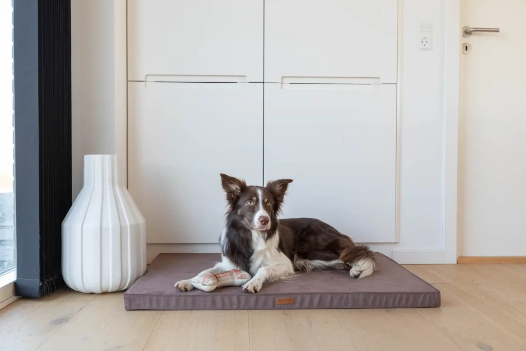 dogs on the brown foam mat