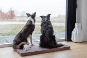 dogs on the brown foam mat