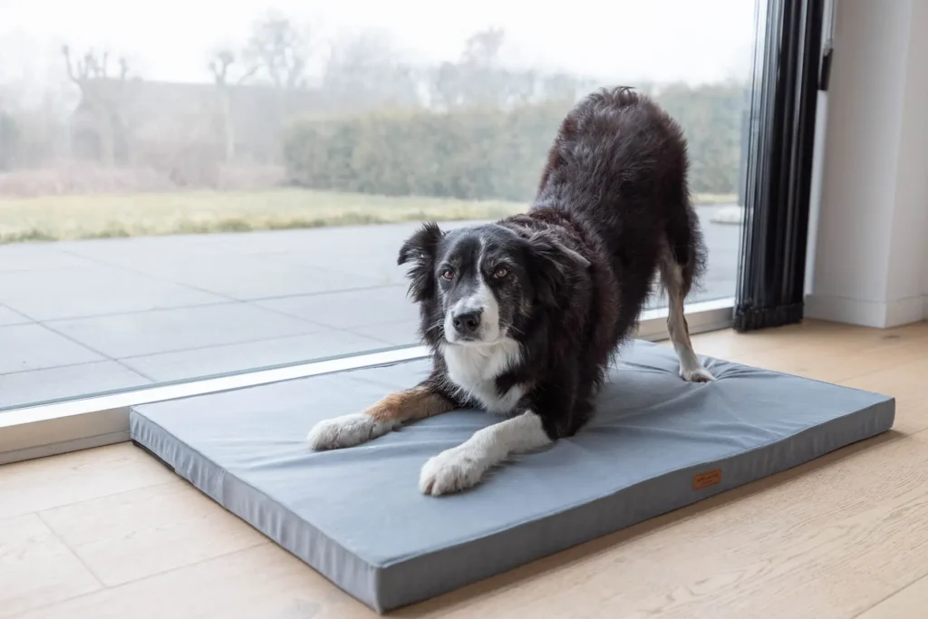 dog on the grey and brown foam mats