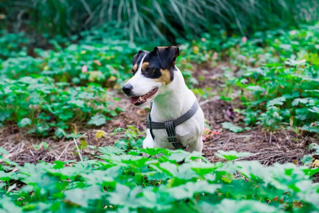 a small dog on the grey leash
