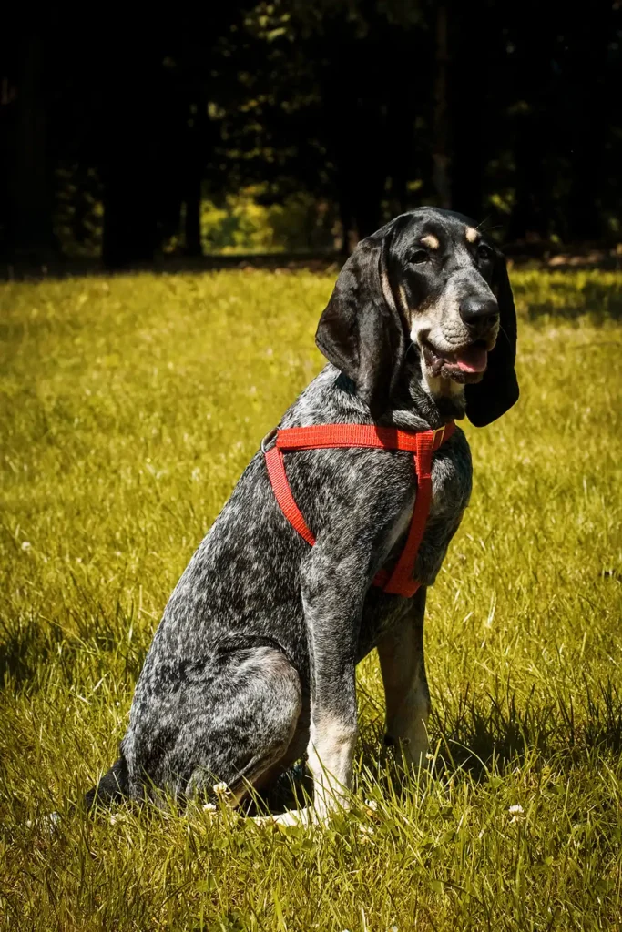 a dog in the red harness