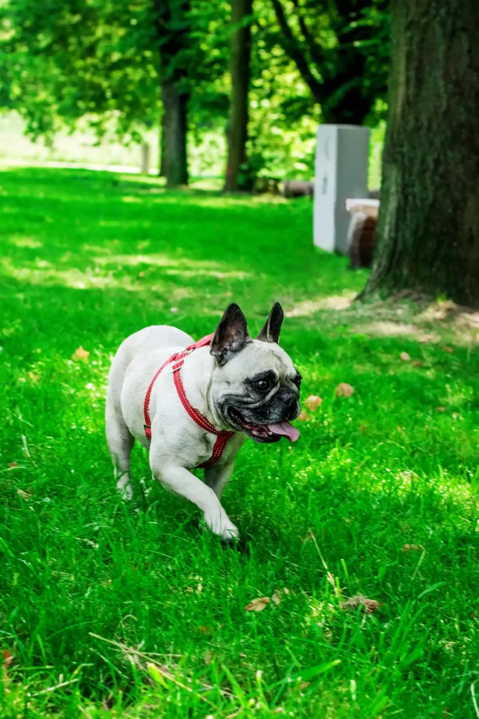a dog in the red harness
