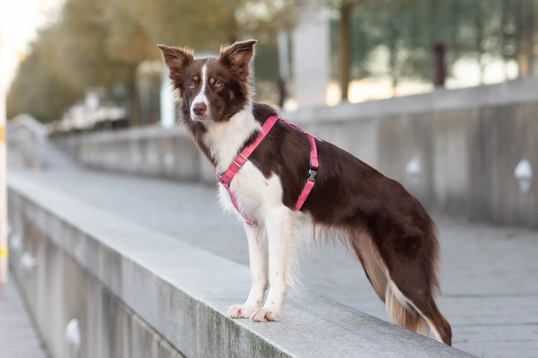 a dog in a pin harness