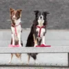 two dogs in pink and red harnesses standing on the city bank