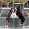 two dogs in pink and red harnesses in the city