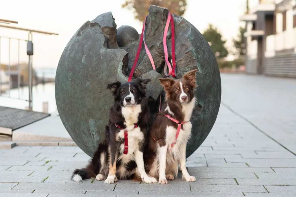 two dogs in pink and red harnesses sitting in the sidewalk