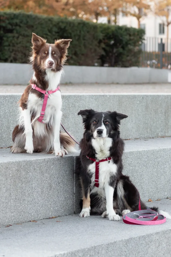 two dogs sitting in pink and red harnesses