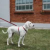 a dog on the red leash