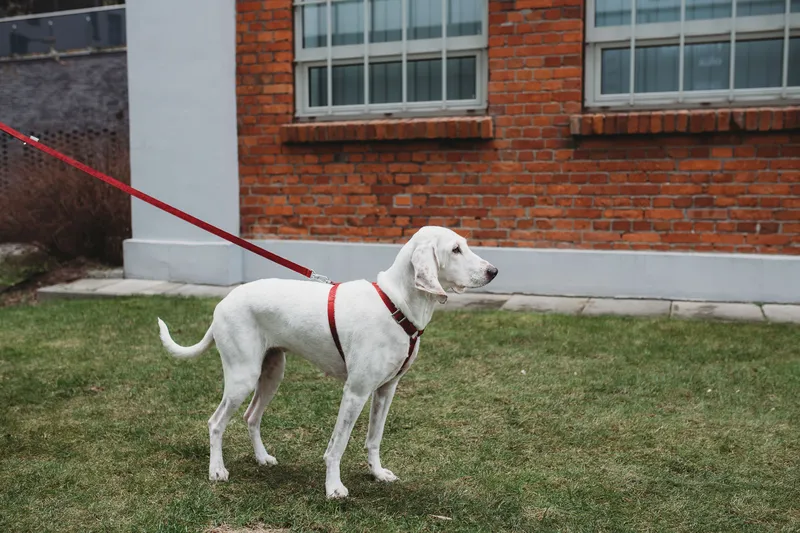 a dog on the red leash