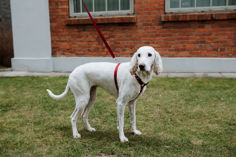 a dog on the red leash