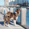 dog on the bridge on a lead