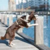 dog on the bridge on a lead