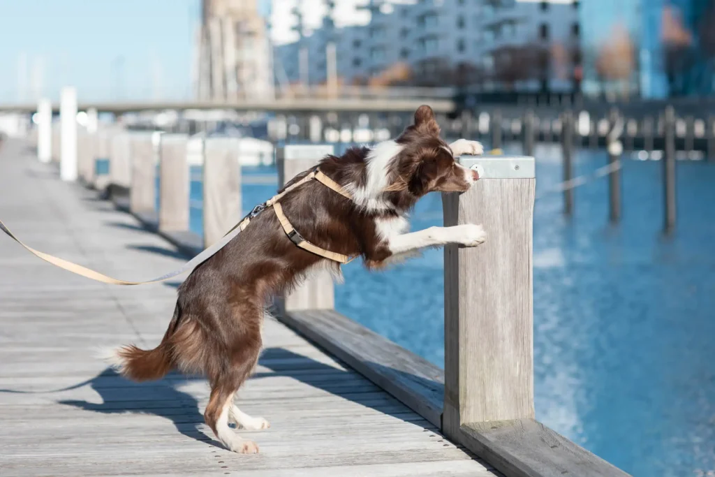 dog on the bridge on a lead