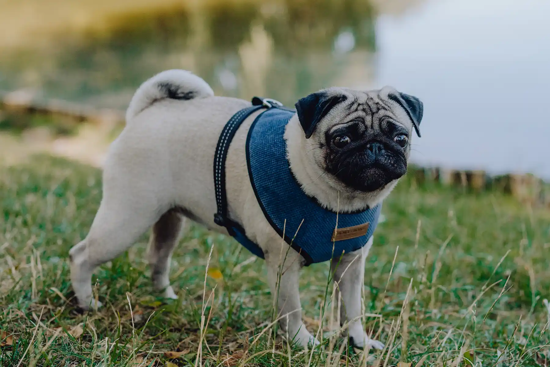 a dog in the blue harness stands on the grass