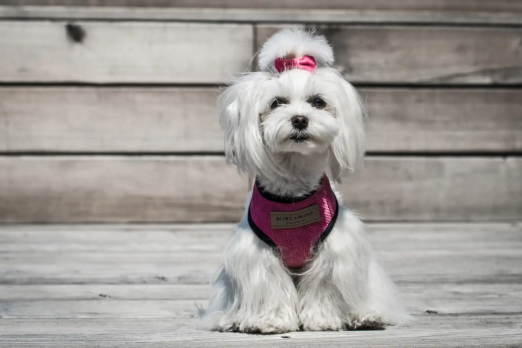 a dog in the pink harness