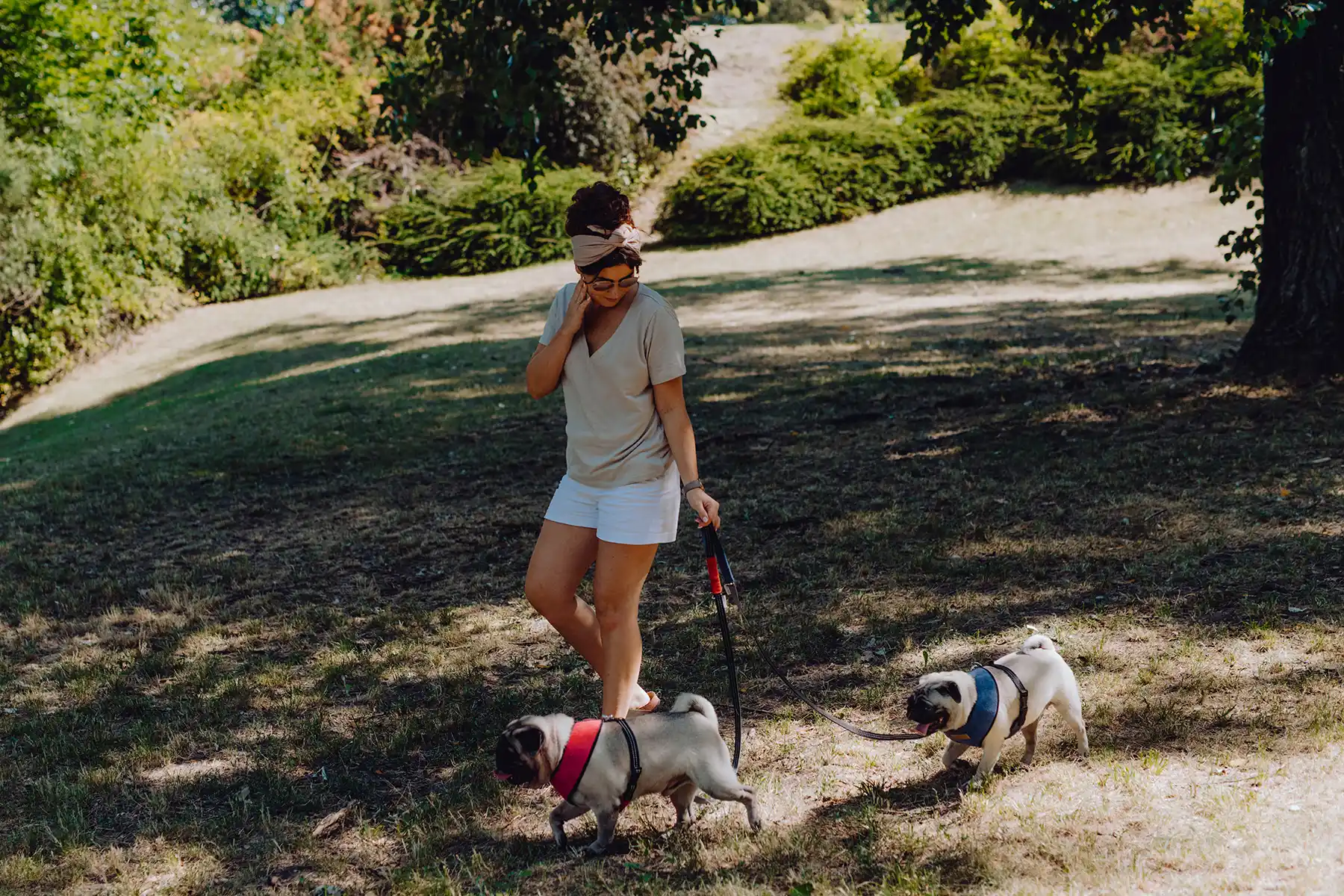 two dogs on the leash in the park