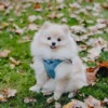 a small dog with a harness sits on the grass