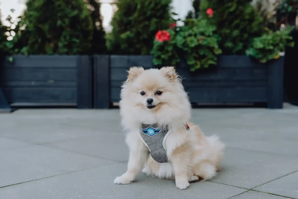 a small dog with a harness sits on the sidewalk