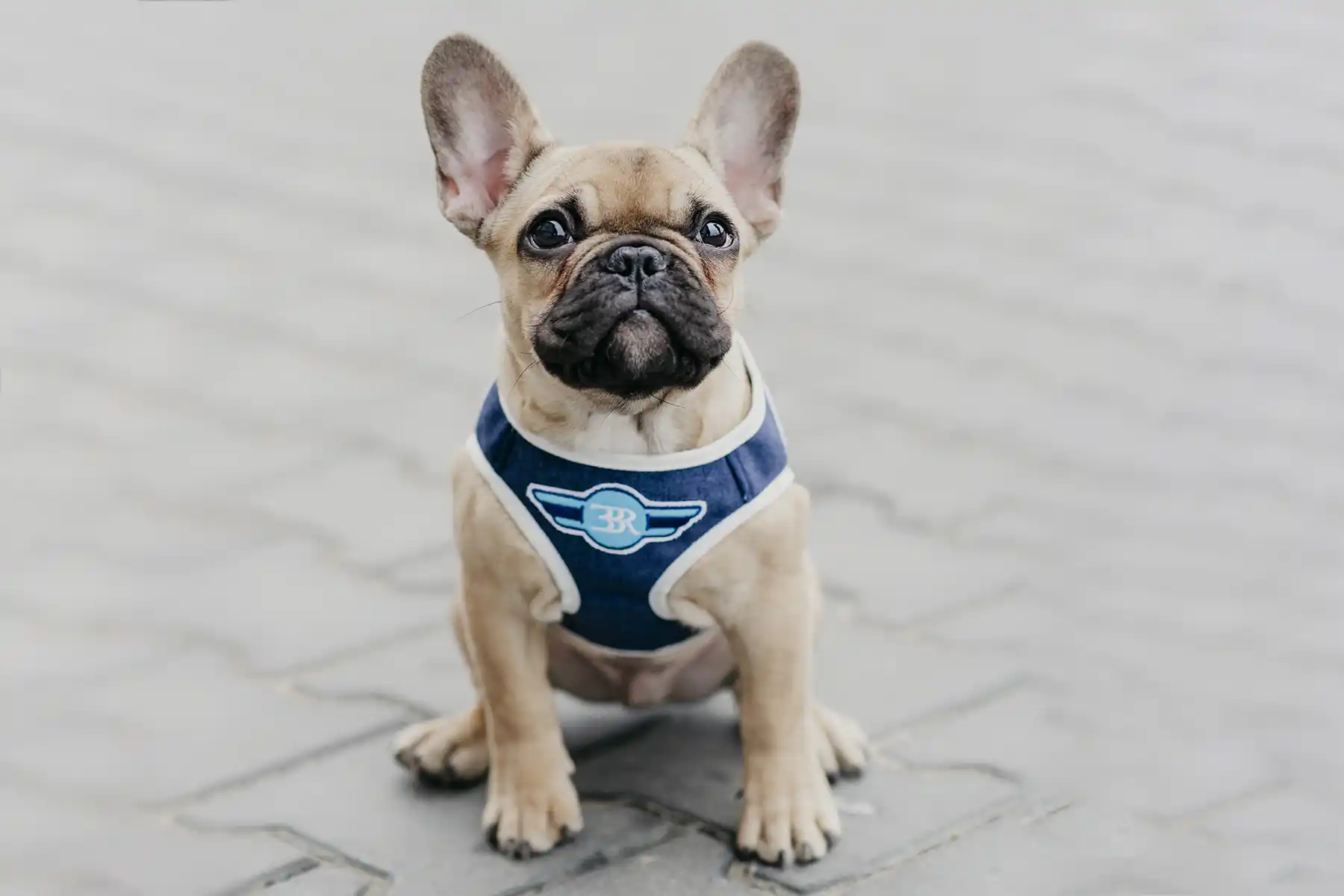 a dog with a navy harness sits