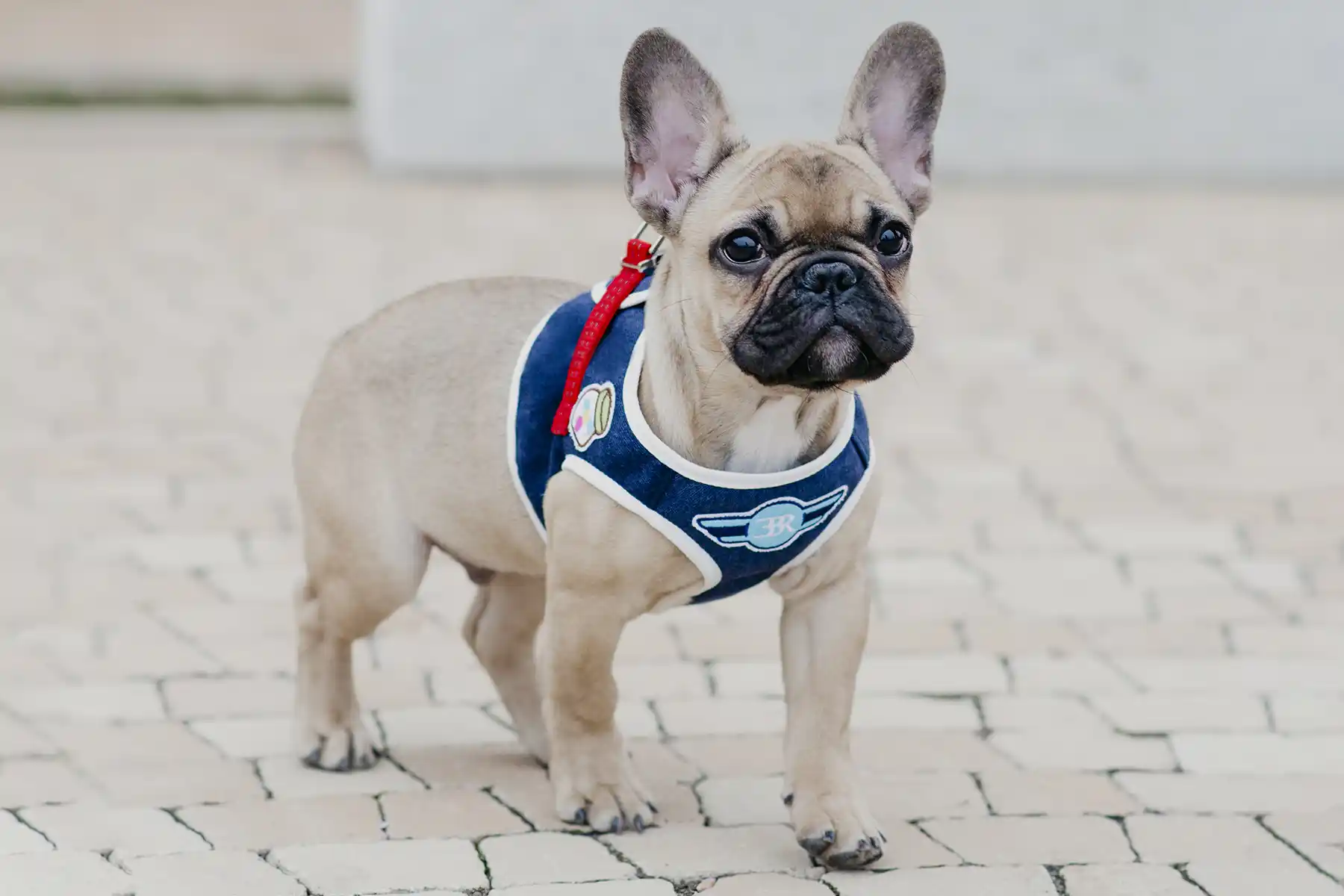 a dog with a navy harness on the sidewalk