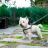 a small dog walks on the grey leash