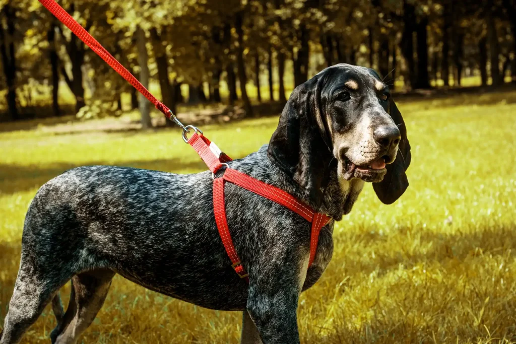 a dog in the red harness