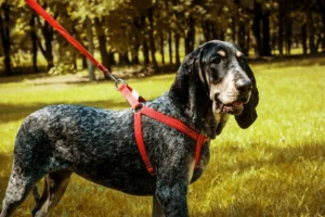 a dog in the red harness