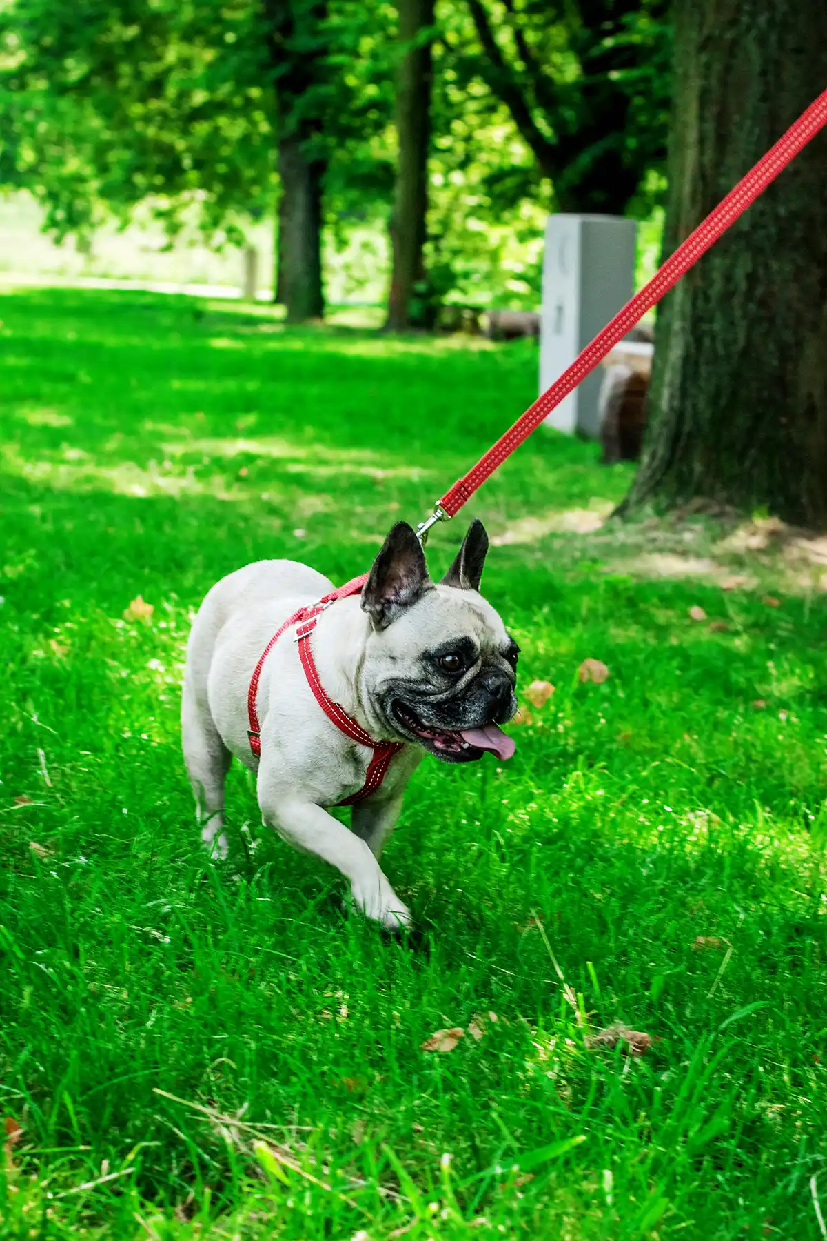 a dog on the red leash