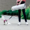 a small dog walks on the leash