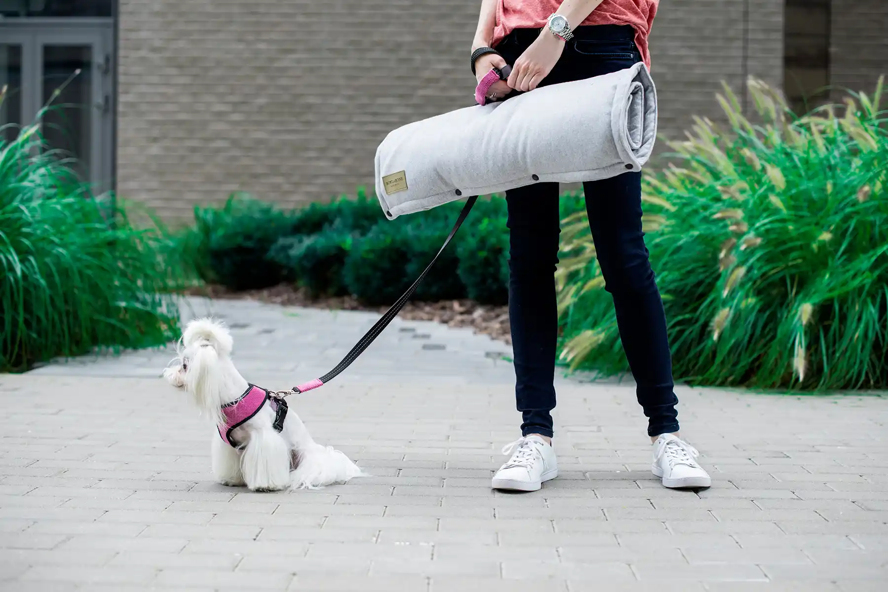 a small dog walks on the leash
