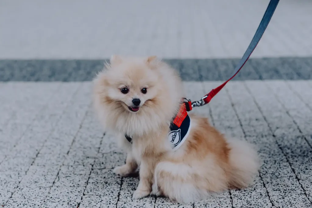 a small dog with a harness sits on the sidewalk