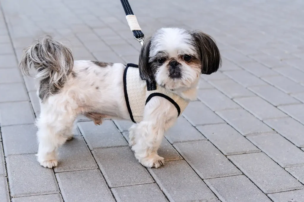 dogs in harnesses stand on the sidewalk