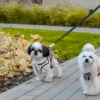 dogs in harnesses stand on the sidewalk