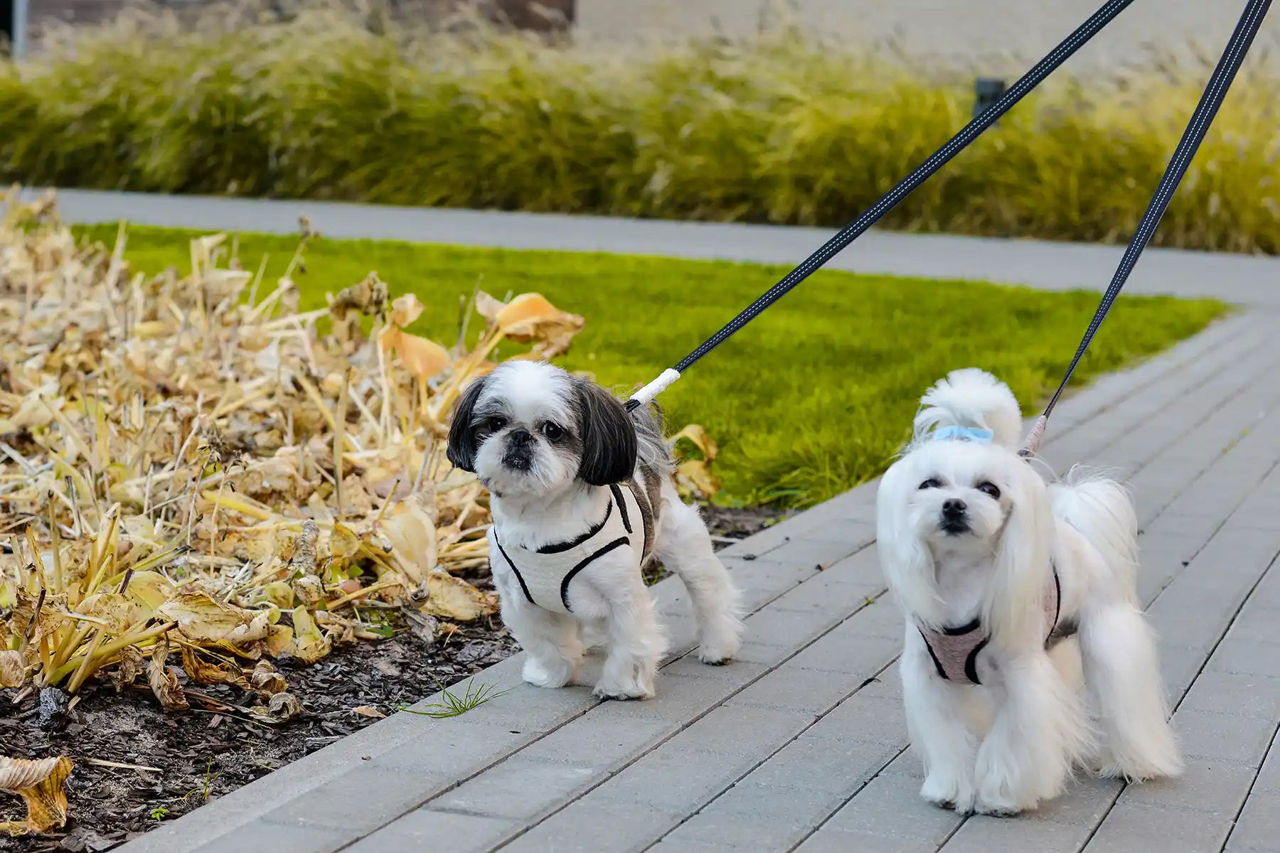 dogs in harnesses stand on the sidewalk
