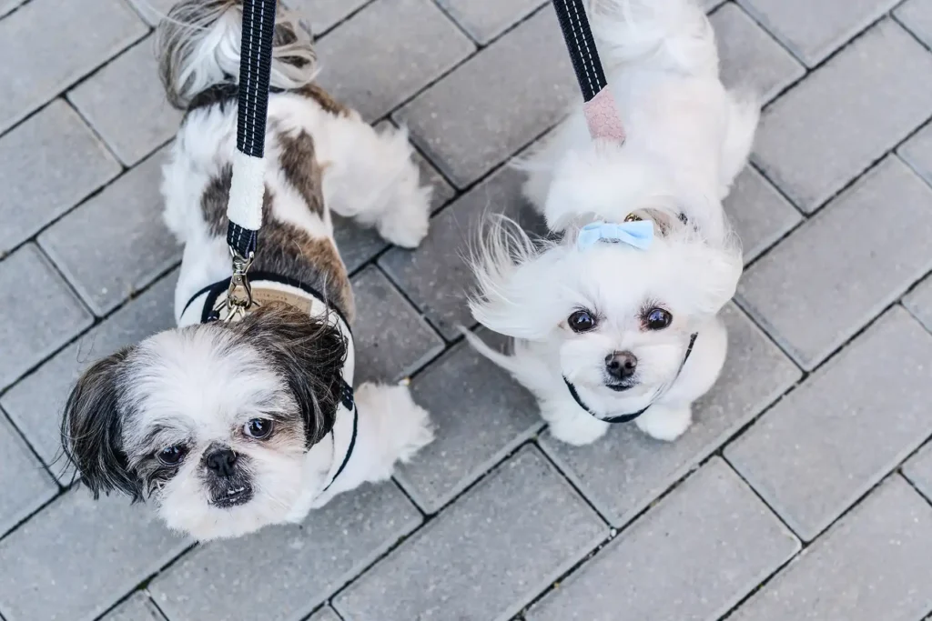 dogs in harnesses stand on the sidewalk