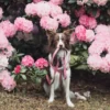 a dog keeps a red harness in his mouth