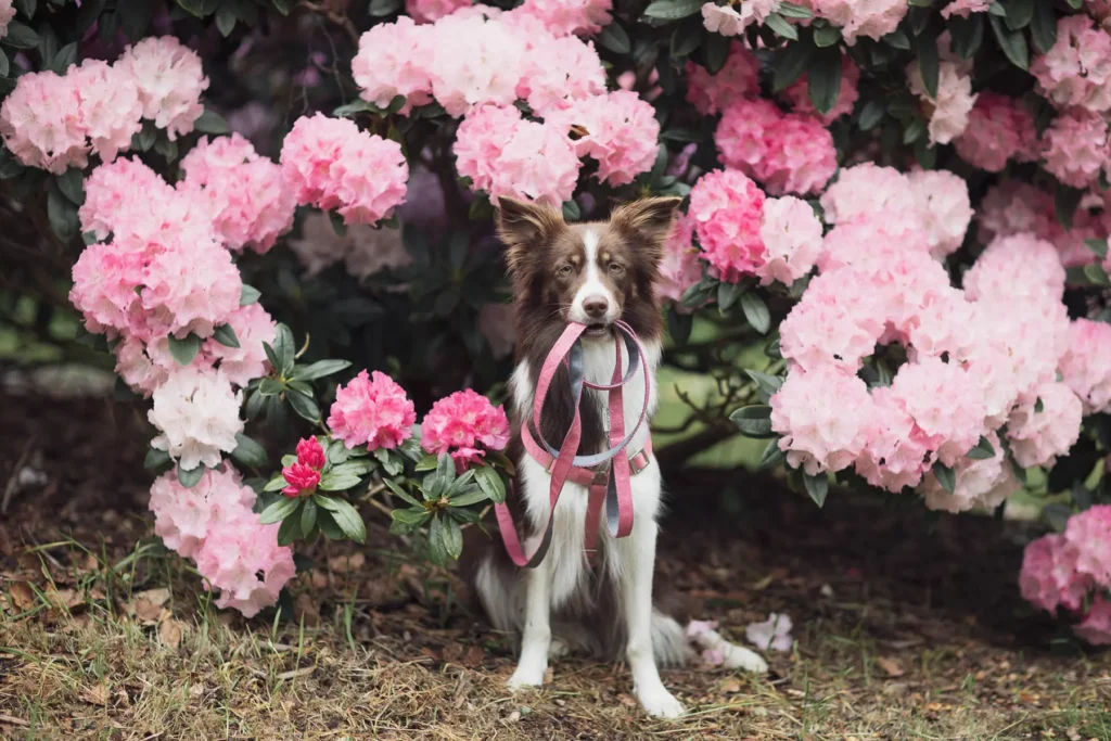 a dog keeps a red harness in his mouth