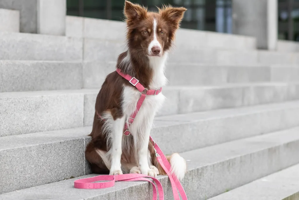 a dog on the pink leash