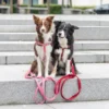 two dogs on pink and red leashes